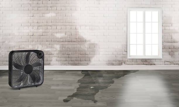 Best Water damage cleanup near me  in Harrington, DE